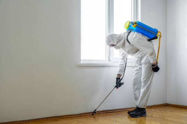 Best Termite Control Services  in Oreana, IL